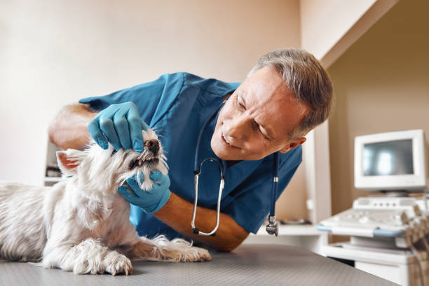  Warrenvle, IL Emergency Dentist Pros